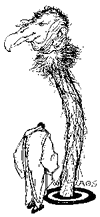 ostrich