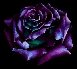 prprose