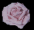 pinkrose