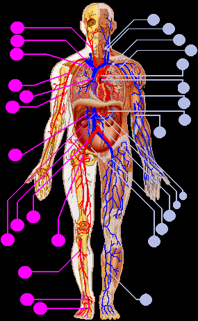 anatomy